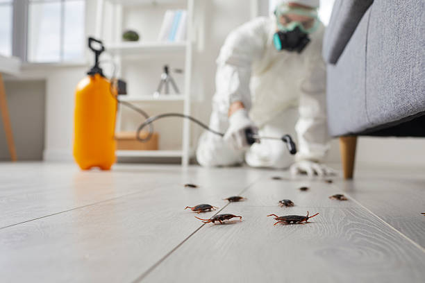 Trusted Cockroach Control service in New Athens, IL - Nex Pest Control